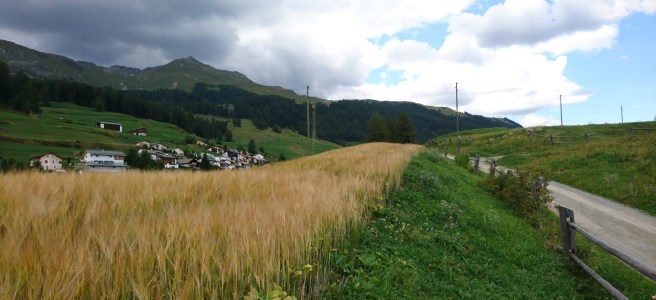 Corn field in foreground, the village of Ftan in the background