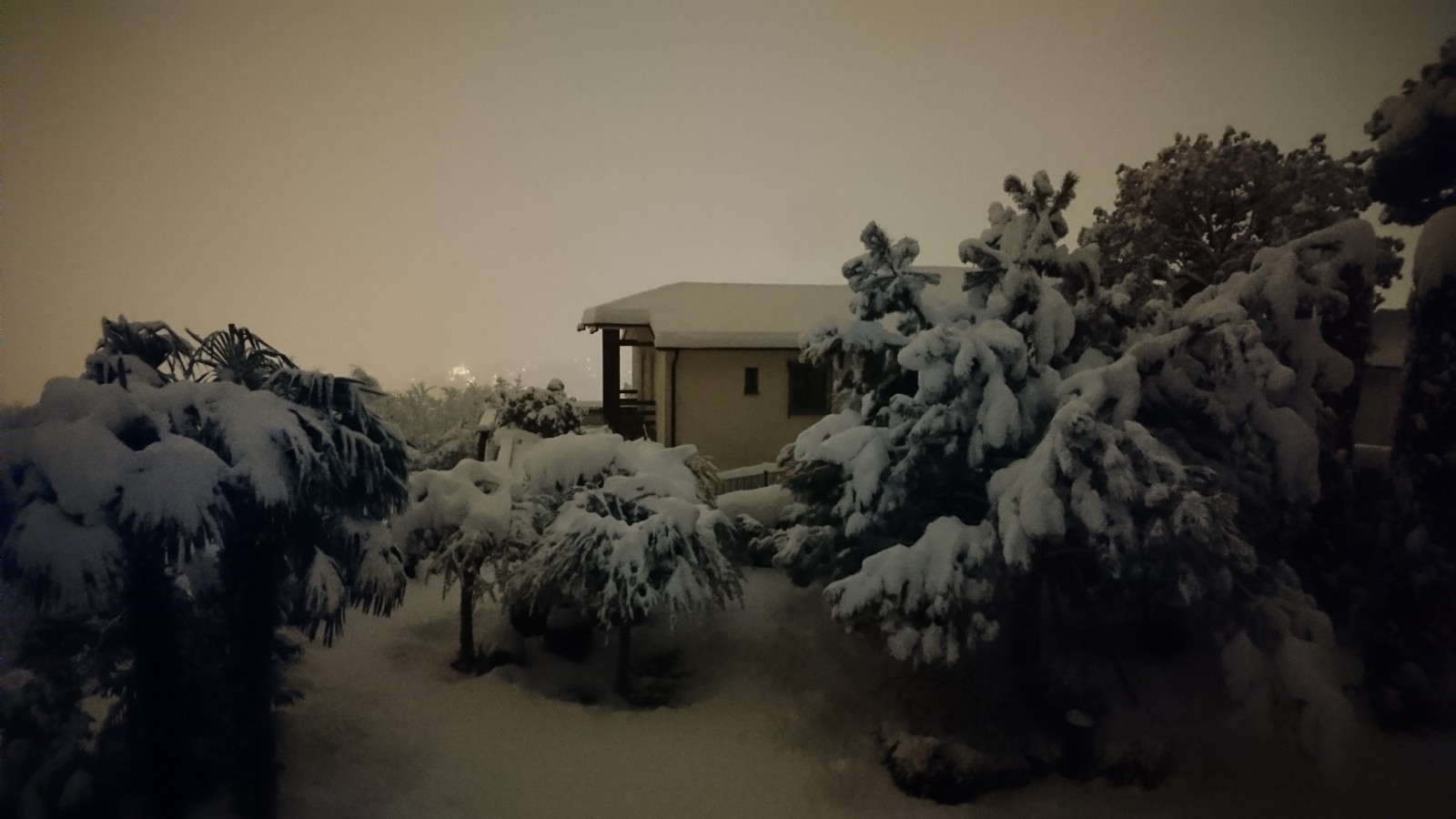 Pines, olive trees and palms covered by heavy snow. Picture taken during night time.