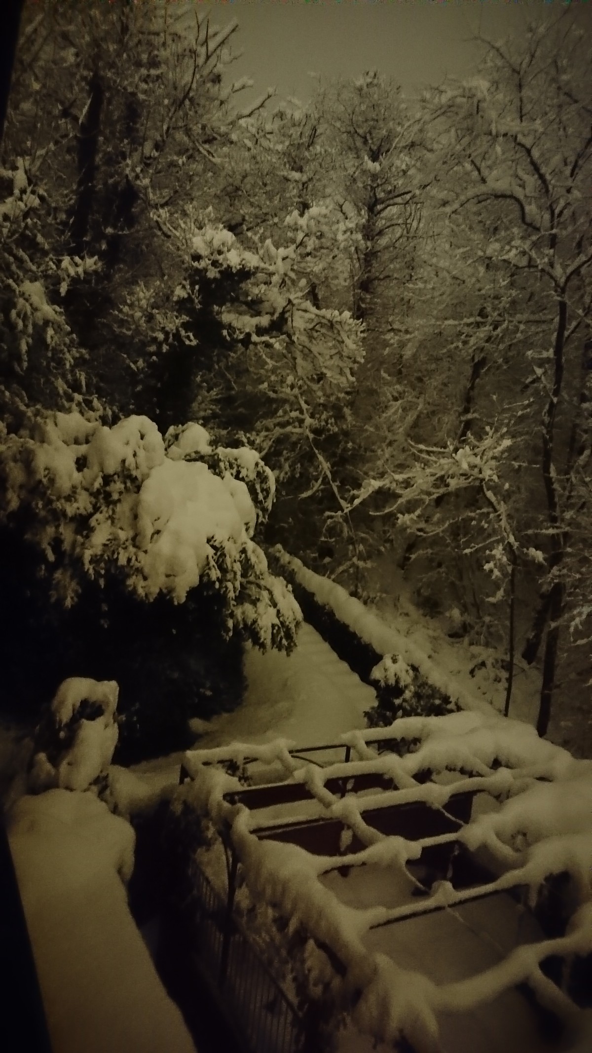 Dramatic view of the garden