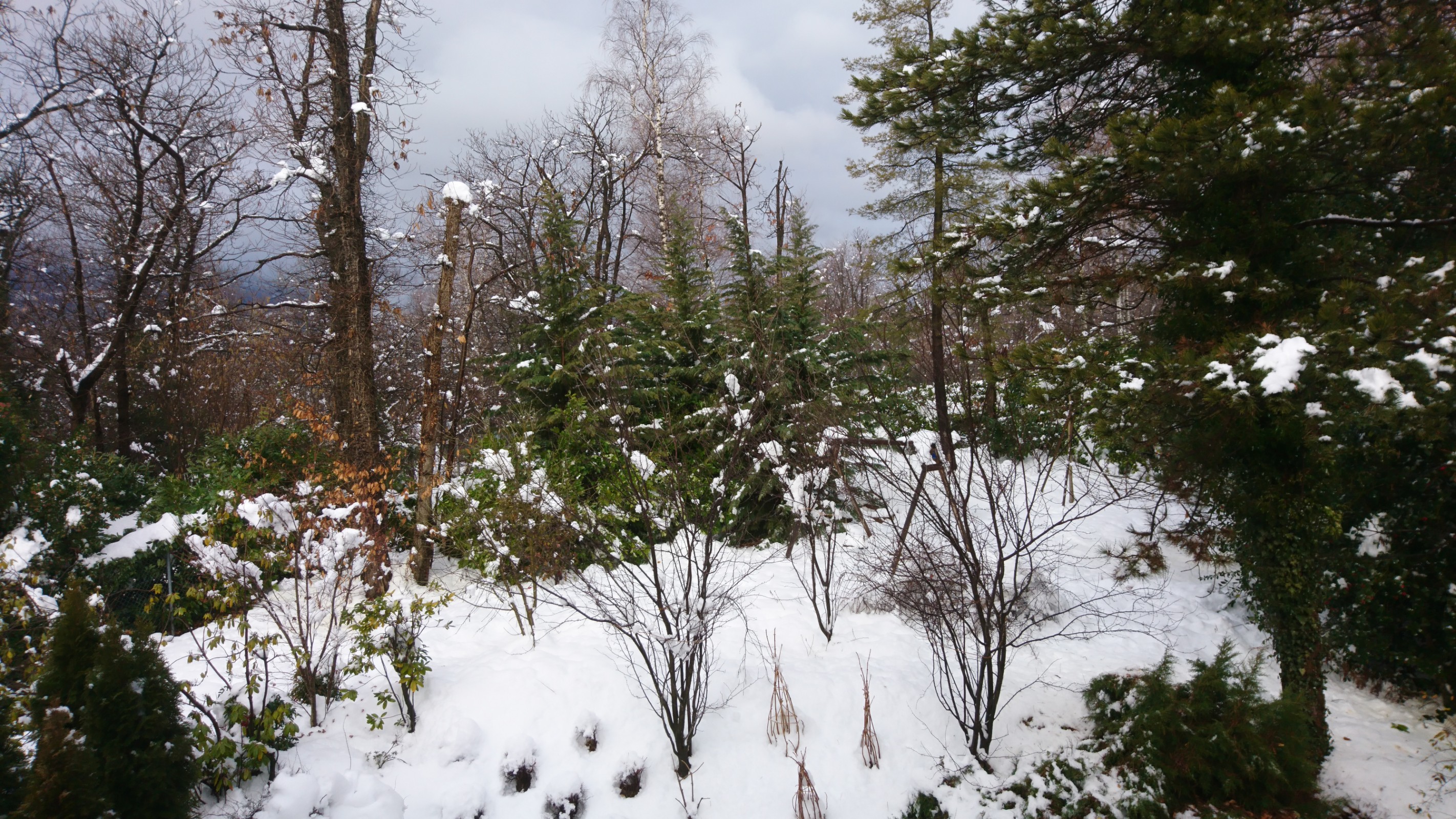 The picture shows green trees and surrounding terrain covered with snow.